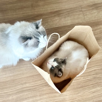 『うちの子記念日』