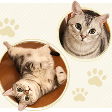 編集長キャットアラン