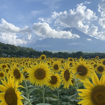富士山/ひまわり絶景ポイント【山中湖花の都公園】とペーパームーン 山中湖