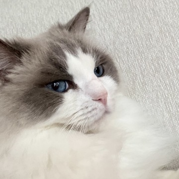 ライオン似？？？