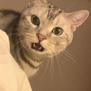 猫が飼い主を叱りつける件