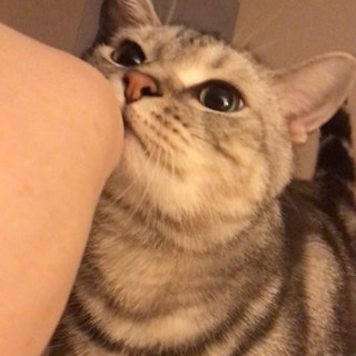 「起きて～」　アランはママの肘にスリスリ