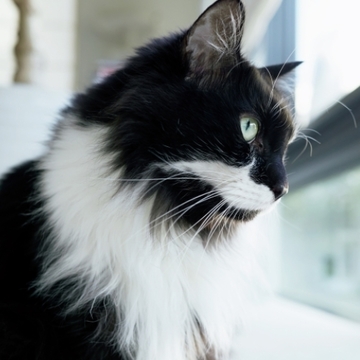 【あの人の溺愛ねこ図鑑 第1回】黒田知永子さんの愛猫はツンデレ王子と甘えんぼ