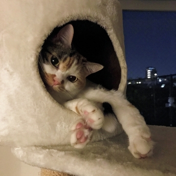 【あの人の溺愛ねこ図鑑 第19回】スタイリスト村山佳世子さんの愛猫・まりも