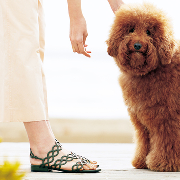 【夏のおしゃれは名品サンダルで】足もとを彩るセルジオ ロッシのサンダル