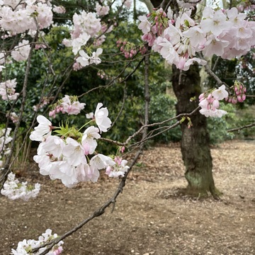 新宿御苑でお花見