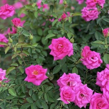 大人の遠足一人旅＊神代植物公園