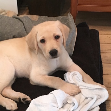 カレンダーの準備と、わんこ再び。