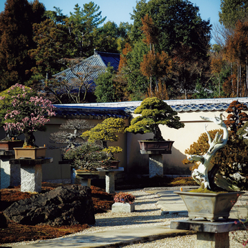 【感性を磨く京都】大徳寺・芳春院の“心揺さぶる盆栽”。その見どころとは？