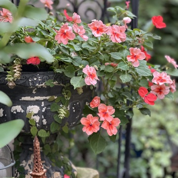 10月も下旬、本格的な秋到来！植物たちも変容し始めました。