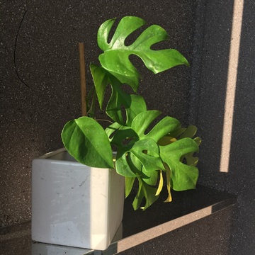 モンステラの植え替え