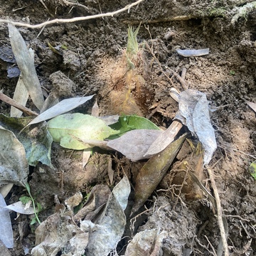 季節の食材筍を使い料理しました。