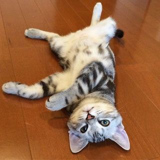 子猫の頃から「ヘソ天」