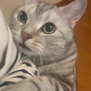 在宅ワーク、もう終わりの時間にゃよ！（動画）