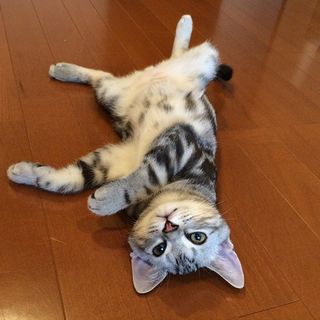 子猫のときから、リラックスの達人！