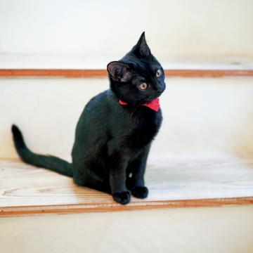 【あの人の溺愛ねこ図鑑 第4回】平野由希子さんの愛猫はボンベイの子猫クミン