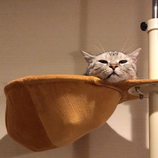 いい湯だにゃ～