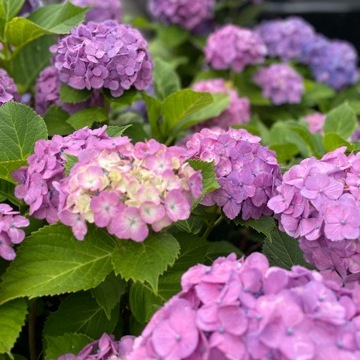 紫陽花鑑賞　今年は...