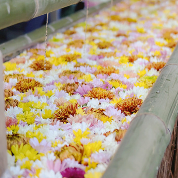 三重　多度大社『花手水イベント』