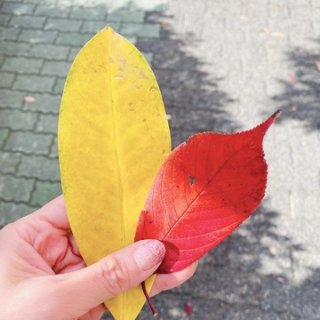 小さい秋　見つけた！