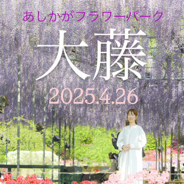 【あしかがフラワーパーク】奇蹟の大藤✨