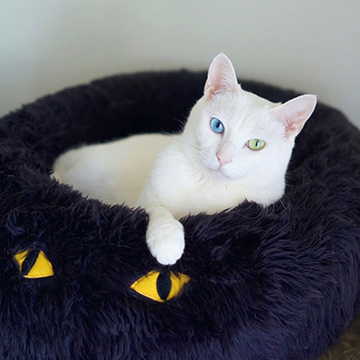 【あの人の溺愛ねこ図鑑 第31回】雑貨コーディネイター オモムロニ。さんの愛猫、アイビー