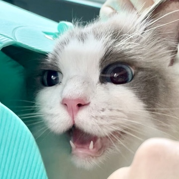 下の子が8歳に♡