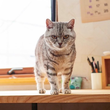 【あの人の溺愛ねこ図鑑 第6回】角田光代さんの愛猫はひそかに甘えん坊なトト