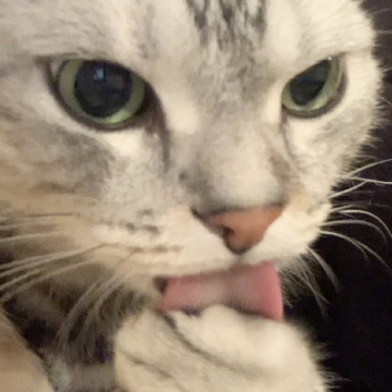 麗しネコチャン美容