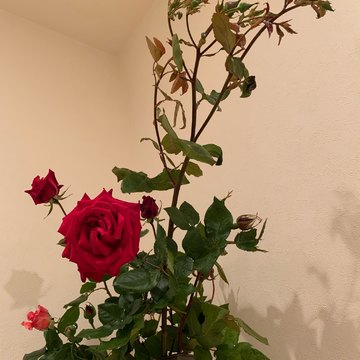 お花のある暮らし