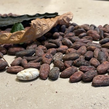 チョコレートだけじゃない！奥深いカカオの世界を体験するラボ