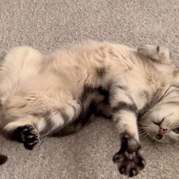 ヘソ天！お腹をみせてくつろぐアラン