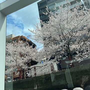 横浜みなとみらい　桜クルーズ