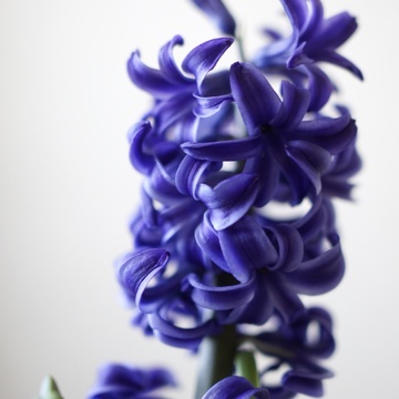 春近し、花満開のヒヤシンス。