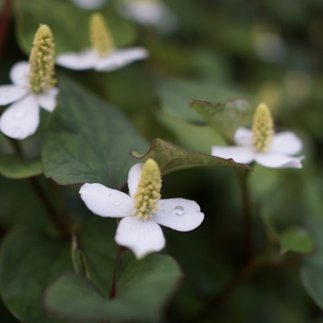 雨上がりのドクダミ。