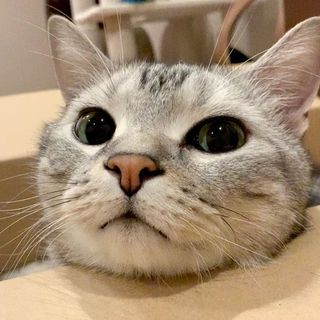 やったー！　新しい箱にゃよ！