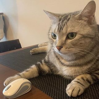 アラン編集長は在宅ワーク中！