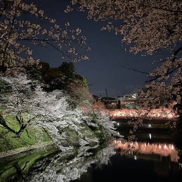 お花見しました？2025 東京・桜の名所ウオッチング【ウェブエクラ編集長シオヤの「あら、素敵☆ 手帖」#95】