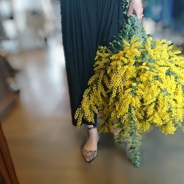 はじまりはミモザの揺れる3月に