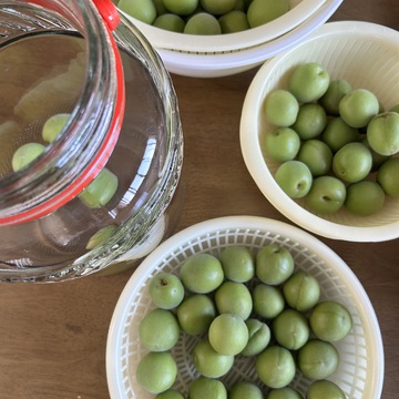 初夏の手仕事、今年も梅シロップを作りました