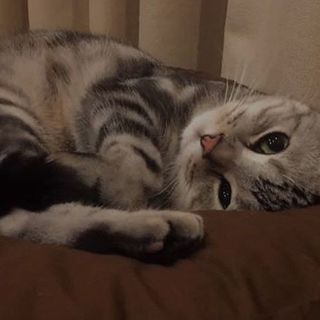 iPhoneがつくってくれたアラン動画