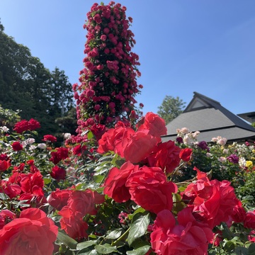 満開のバラに♡間に合いました♡