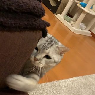 猫パンチ（動画）