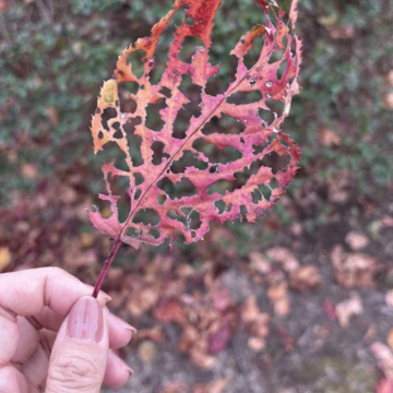 乾通り散策＊GUコーデ