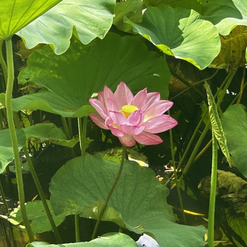 心洗われる✨朝の蓮の花　　〜上野　不忍池〜　