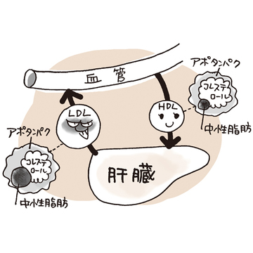 そもそも「コレステロール」って何？【アラフィーのコレステロール値】