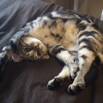 子猫時代の寝相、謎ポーズ選