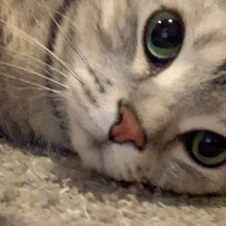 7歳児の甘えん坊キャット