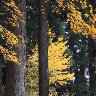 いつの世よりの、銀杏かな。