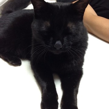 大好き！ペット④夫の仕事に同伴？ 自由人な黒猫